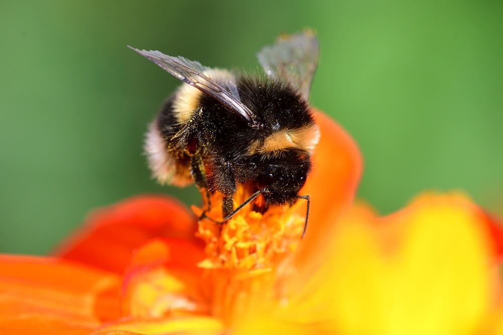 bumble bee pollinating orange flower