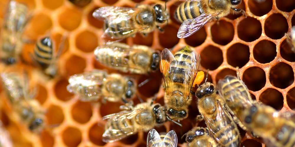 honeybees making honey inside honeycomb