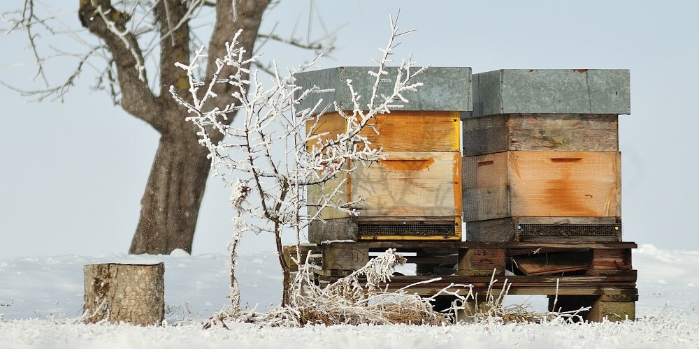 honey bee colony hive in the winter