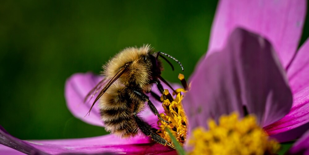 bumble bee pollinating purple flower