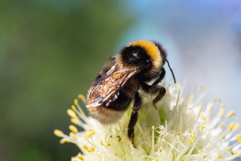 Bumble bee on white flower