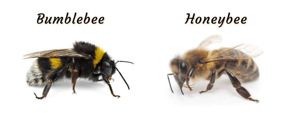side by side comparison of bumble bee and honey bees physical characteristics