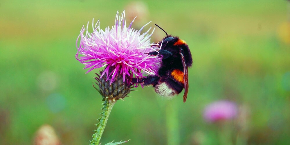 Bumblebee pollinating purple flower