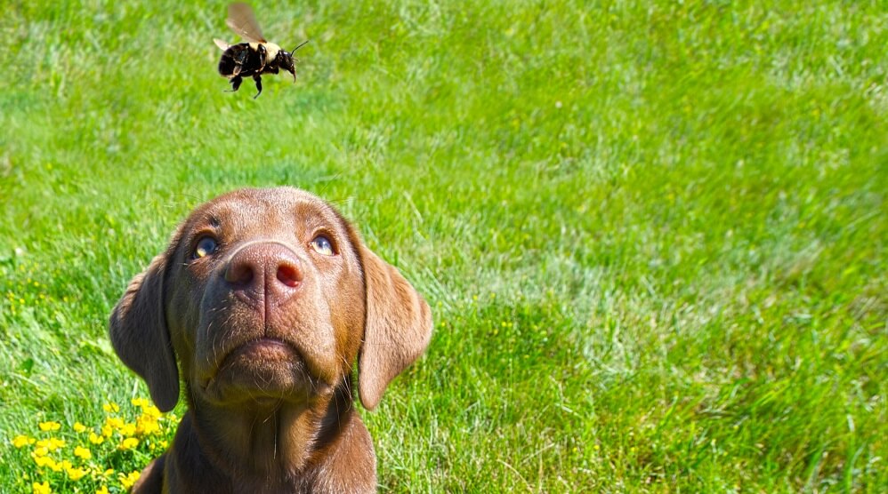 brown puppy watching bumble bee fly