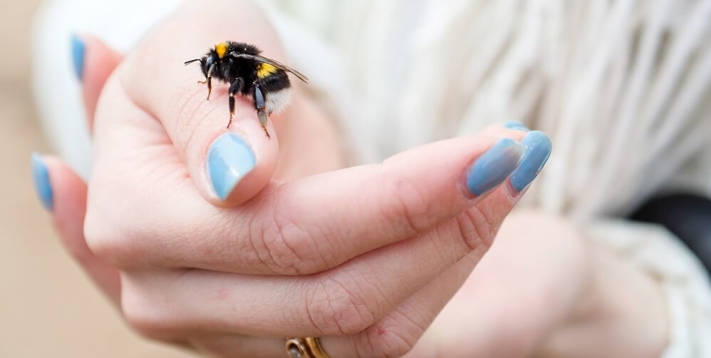 Bumblebee sitting on womans hand