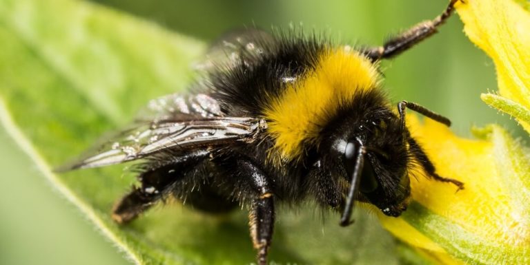 Do Bumble Bees Sting? (Yes, But Here's What You Should Know Next...)