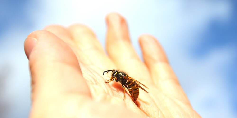 honeybee resting on mans hand