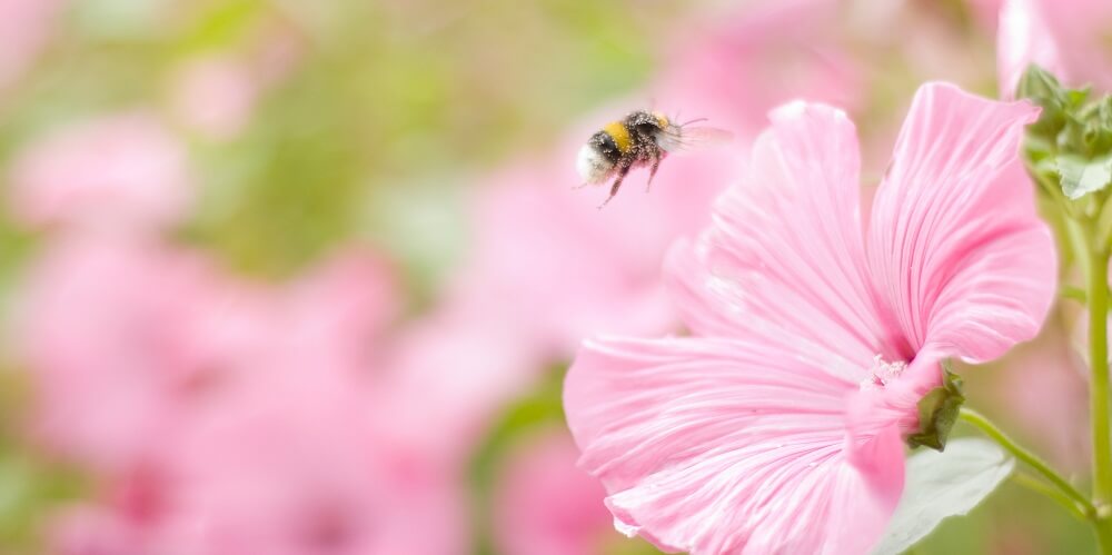bumble bee flying around pink flowers
