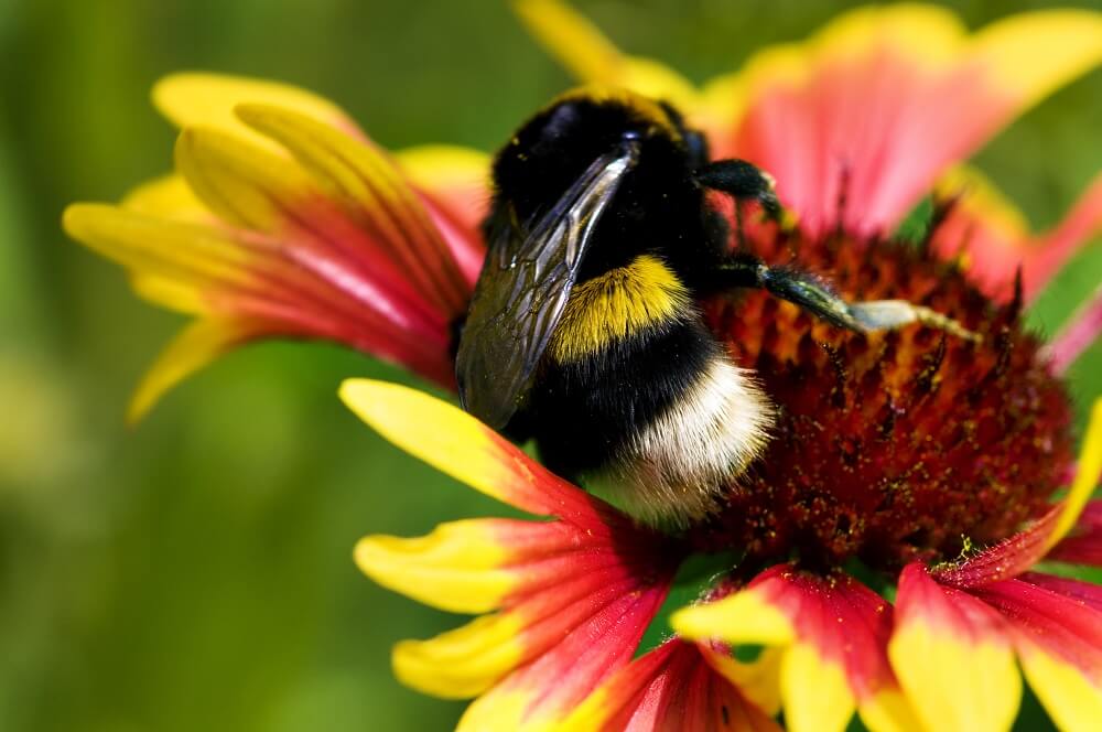 bumblebee pollinating yellow and pink flower