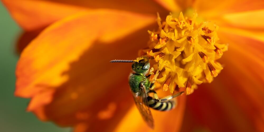 green sweat bee on orange flower