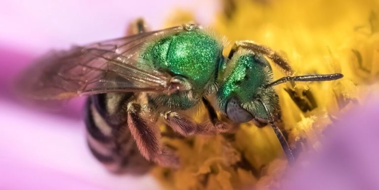 Do Sweat Bees Sting Or Bite And Do They Die After Stinging Learnbees 5090