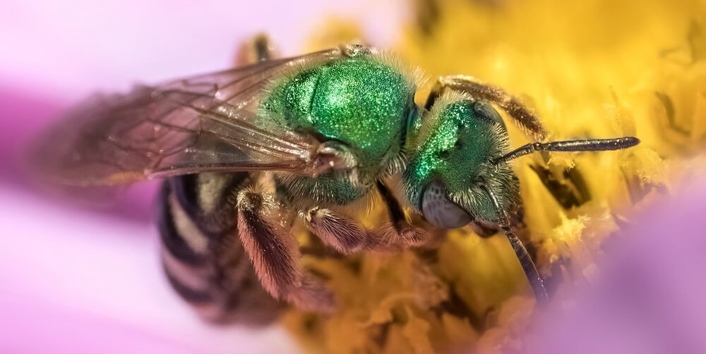 closeup of green sweat bee