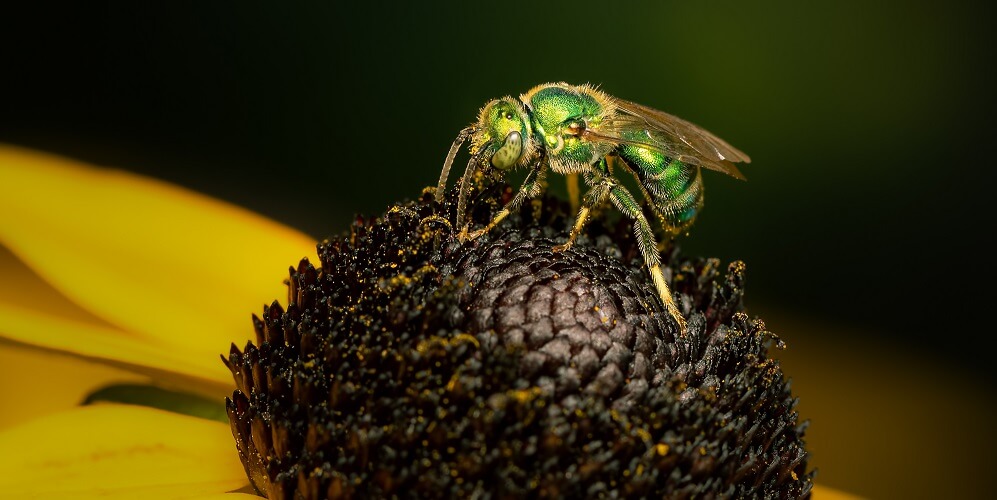green sweat bee on flower
