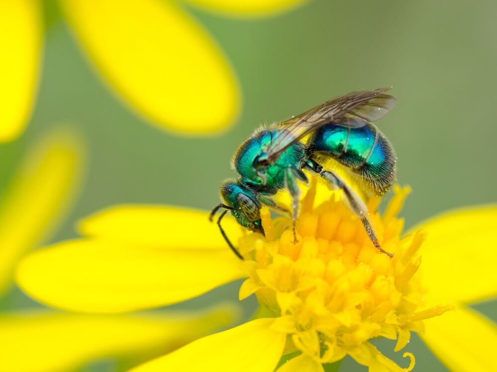 sweat bee pollinating yellow flower