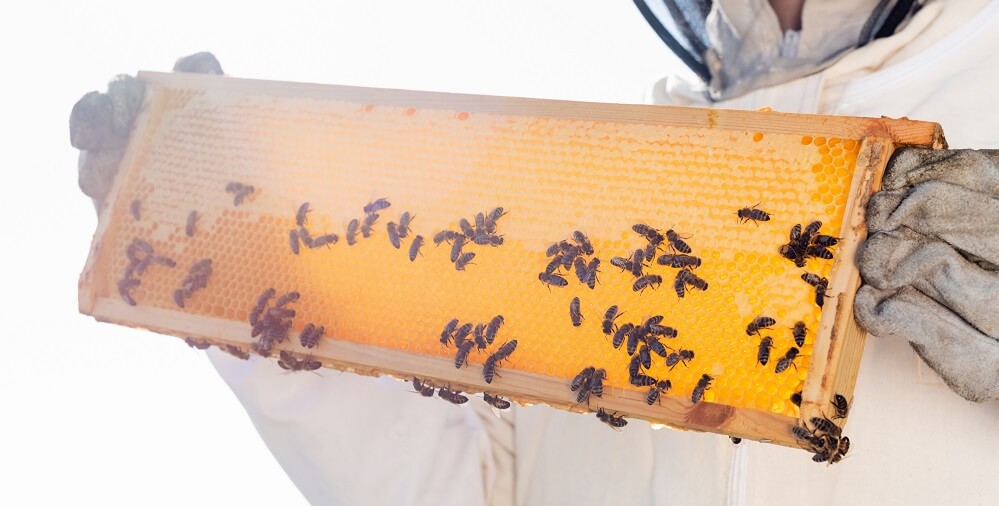 honeybees on honeycomb 