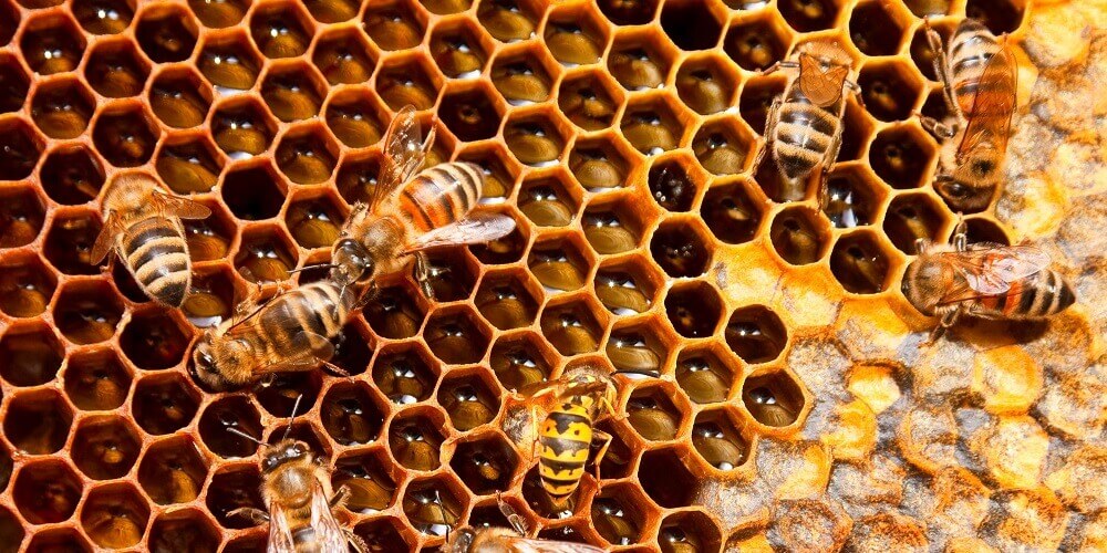 Italian honeybees constucting new honeycomb