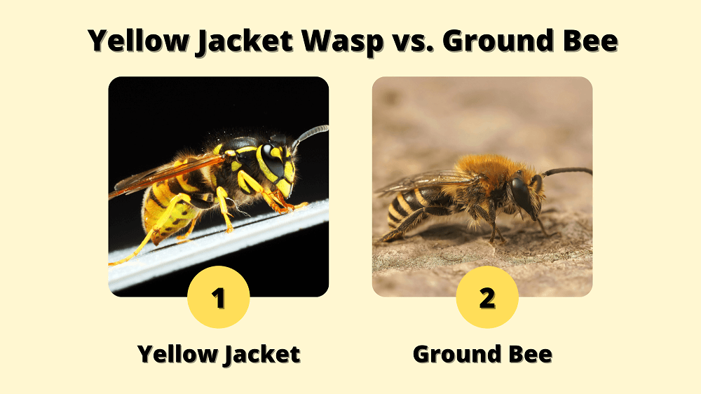 yellow jacket vs. ground bee