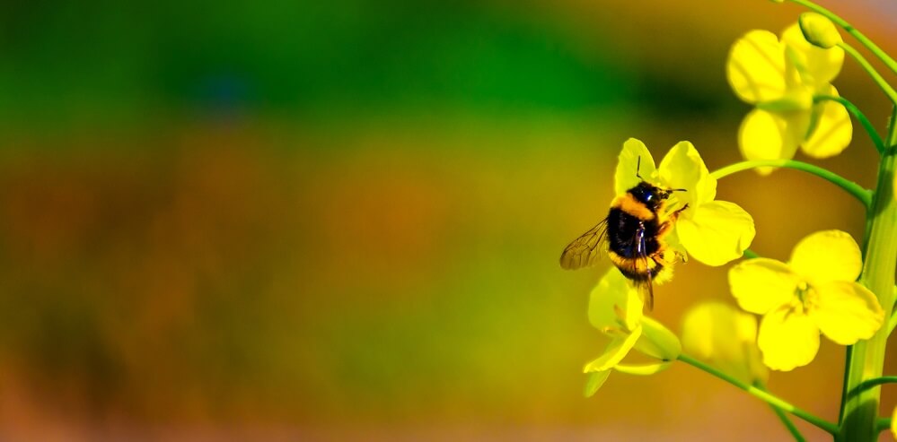 bumblebee on flower