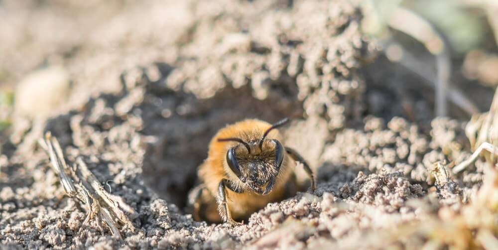 female ground bee