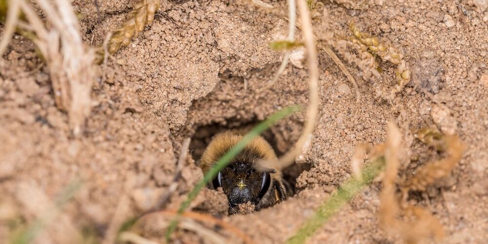 ground bee in nest