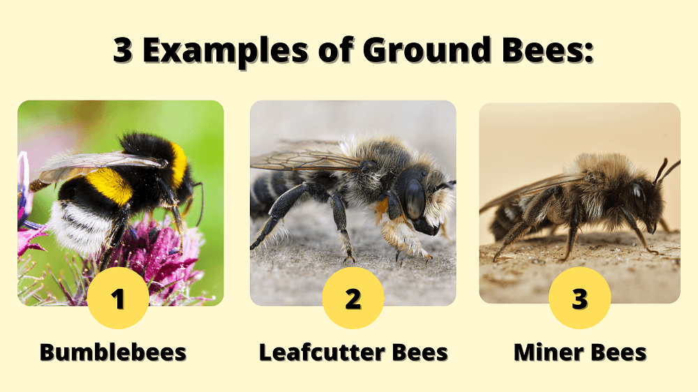 3 examples of ground bees