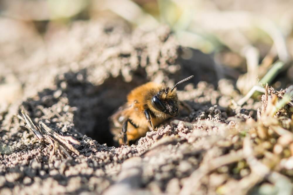 Female ground bee