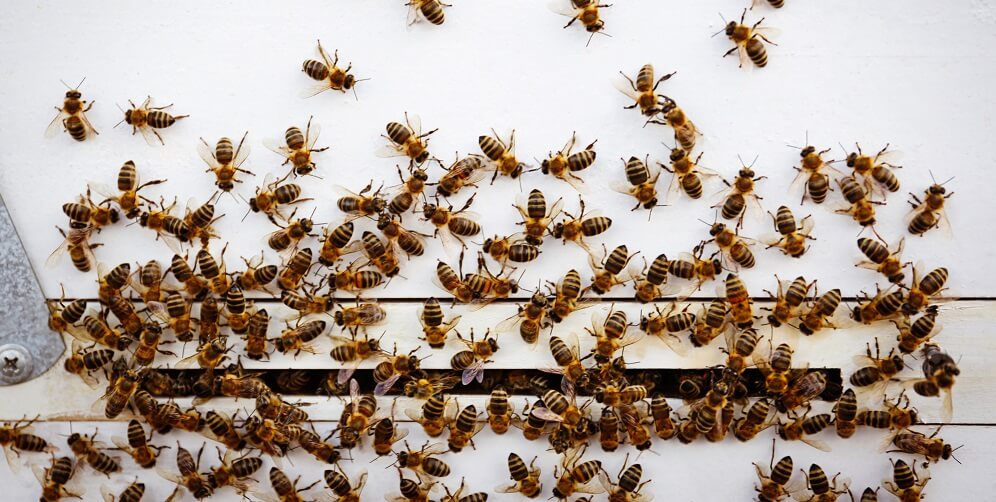 Honeybees entering hive