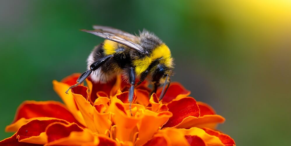 Bumblebee on marigold flower