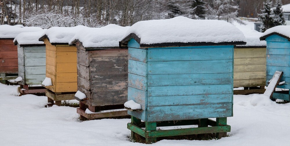 Honeybee hives during winter