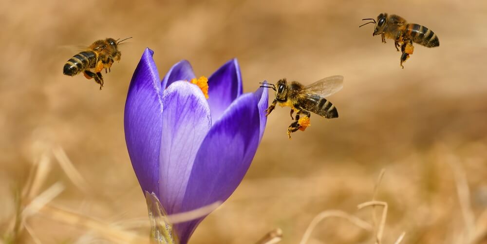 Honeybees on purple flower