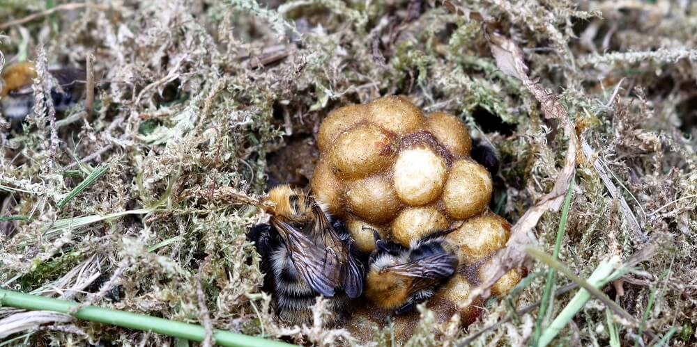 Bumblebee nest