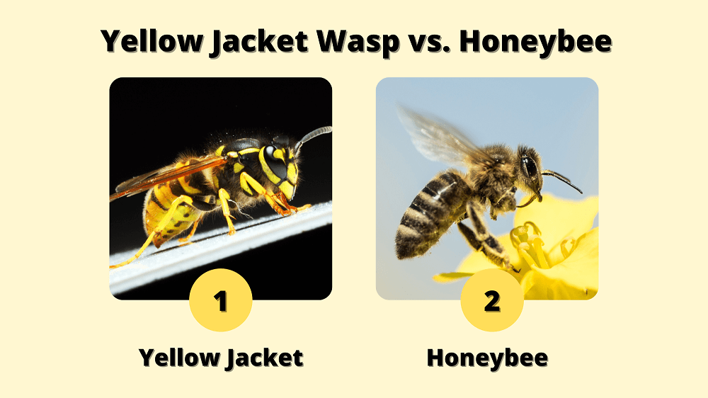 yellow jacket wasp vs. honeybee