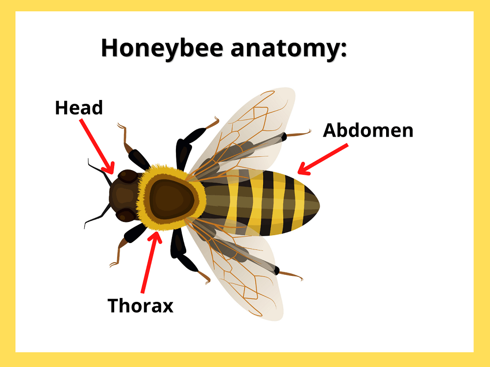 honey bee body vs. bumblebee
