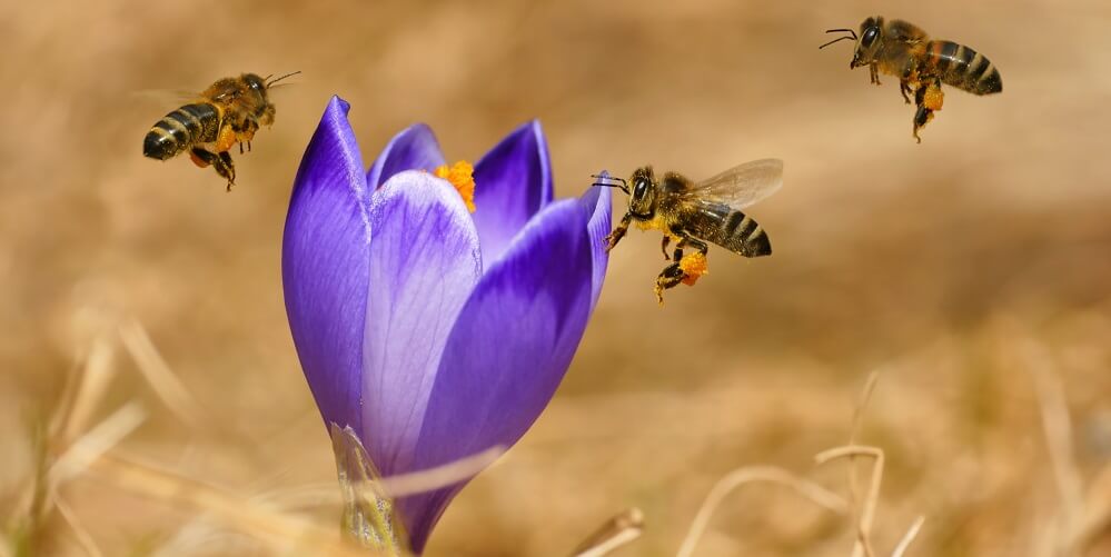 honeybees flying towards purple flower