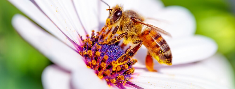 honeybee on white flower