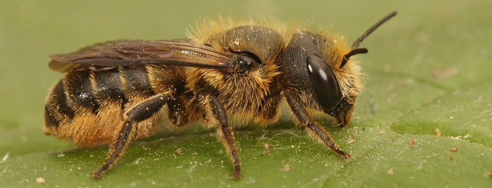 female mason bee