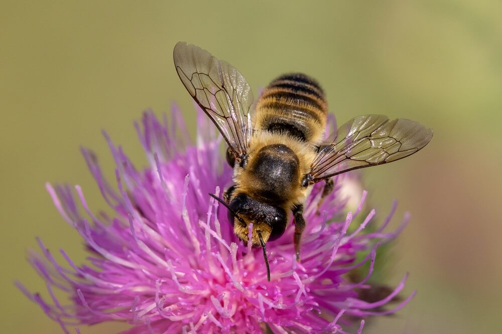 Mason bee pollinating purple flower