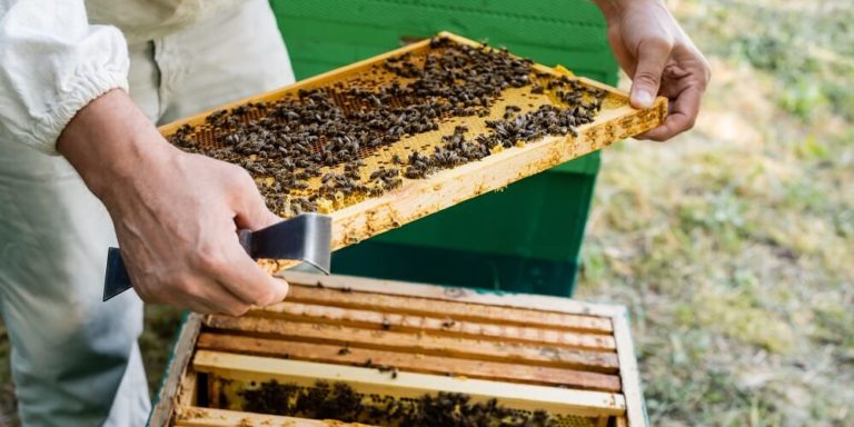 How Many Bees Are in a Hive? (More Than You Might Think) - LearnBees