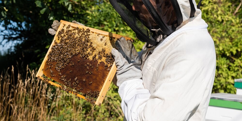 beekeeper inspecting honeybee hive