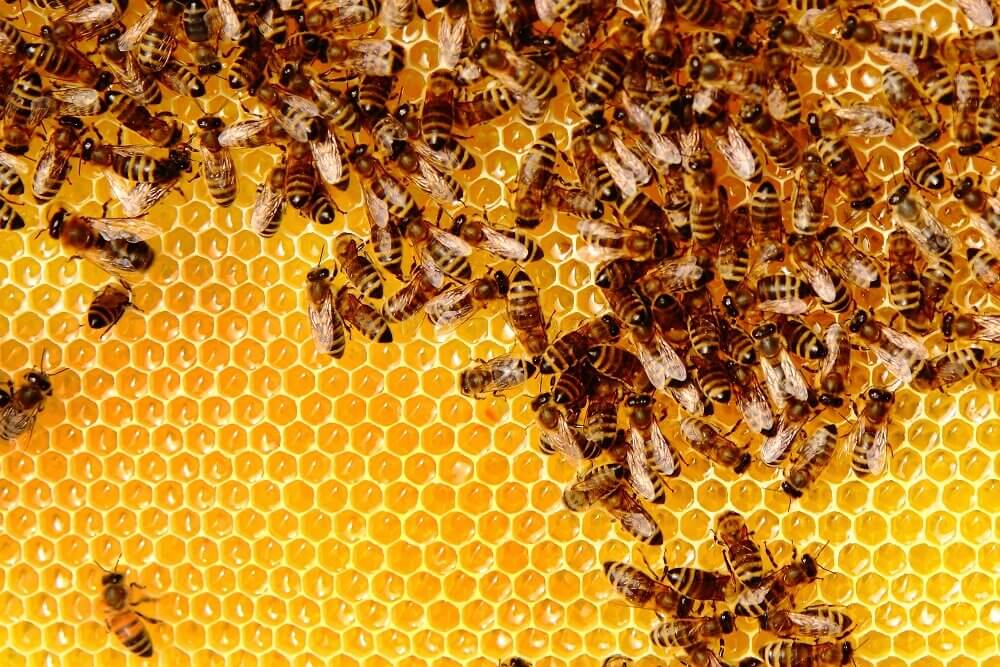 honeybees in a hive on honeycomb