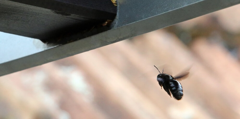 carpenter bee flying