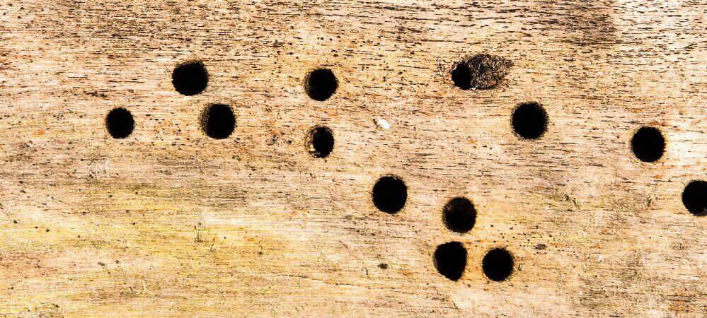 Carpenter bee holes