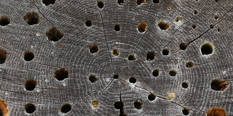 carpenter bee holes drilled in wood