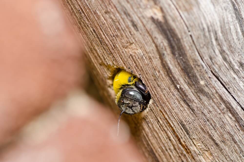 carpenter bee inside of carpenter bee hole