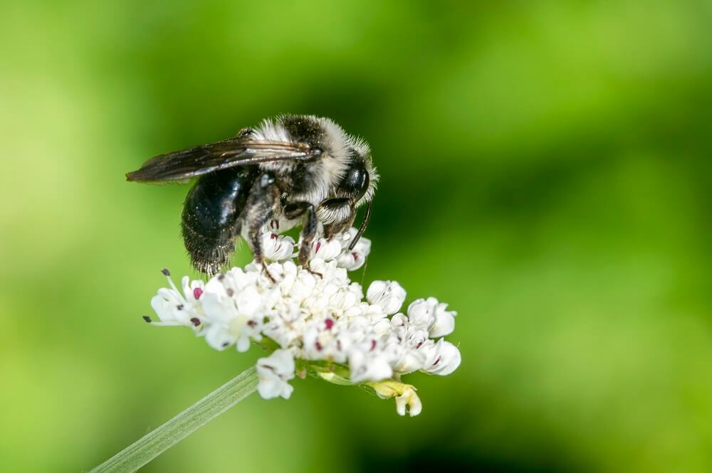 Miner bee pollinating white flower