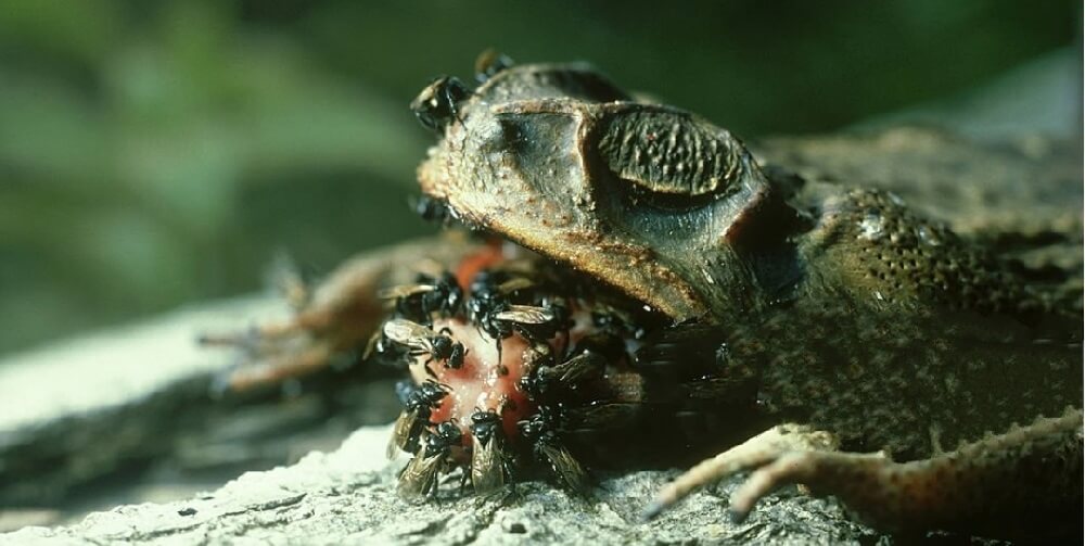 vulture bees eating dead toad