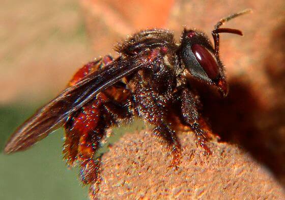 zoomed in picture of vulture bee
