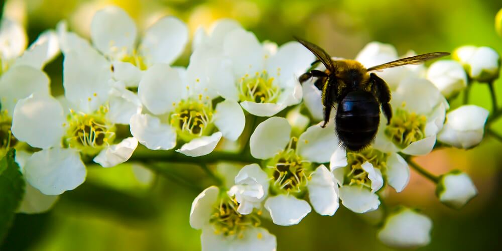 Carpenter bee eating nectar from white flower