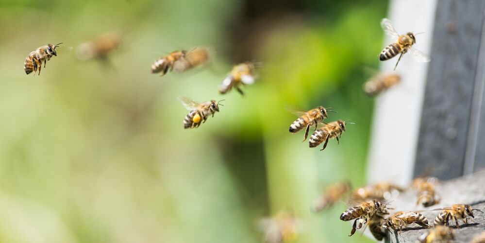 Honeybees flying into beehive