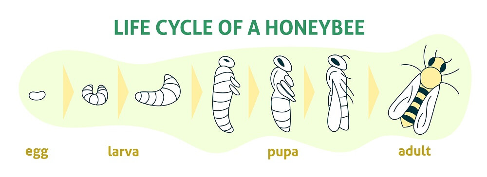 The lifecycle of a honeybee